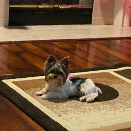 London - Yorkshire Terrier