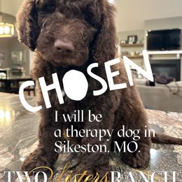 Hathi - male Newfypoo puppy in Jackson, Missouri from Two Sisters Ranch, LLC