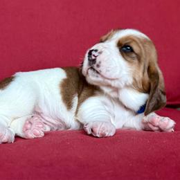 Patsy - AVAILABLE - Mahogany and white female Basset Hound puppy in Hillsboro, West Virginia from Bear Foot Bassets Of West Virginia