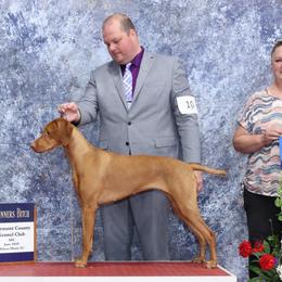 Vizslas from Waymaker Vizslas