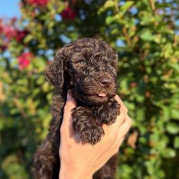 June Bug - Brown male Poodle puppy in Midwest City, Oklahoma from Strawberry Hill Puppy Patch