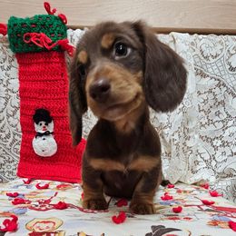 Jack Frost - Chocolate and tan male Dachshund puppy in Cherry Tree, Oklahoma from Peavine Creek Dachshunds