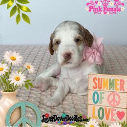 Lucy - Cream female Goldendoodle puppy in Frostproof, Florida from Lover Dover Doodles