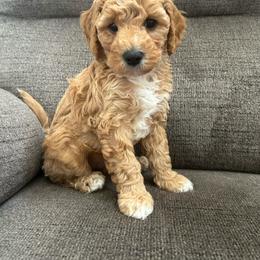 Red mini - Brown male Poodle puppy in Millville, New Jersey from Michelle's Doodles