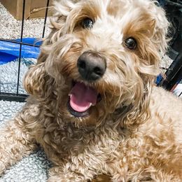 Winnie - Goldendoodle