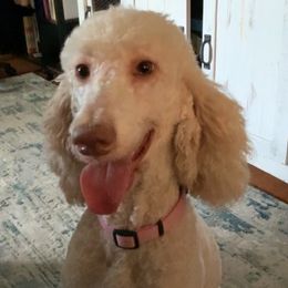 Stella - Poodle