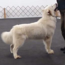 Alaskan Malamute puppies from Rockin' Maples Malamutes