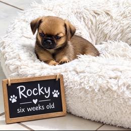 Rocky - Black sabled fawn male Chihuahua puppy in Leesburg, Florida from Mystic Angels Chihuahuas