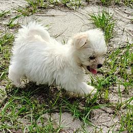 Kitty Hawk - White female Havanese puppy in Gainesville Ocala, Florida from Curly Que Standard Poodles and Havanese