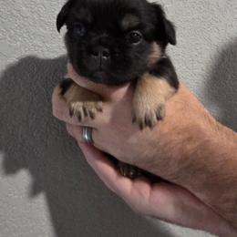 French Bulldog puppies from NOCO French Bulldogs