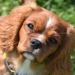 Cedar - Cavalier King Charles Spaniel