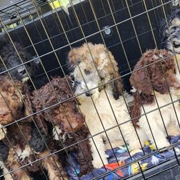 Poodles from Gypsy Moon's Legacy