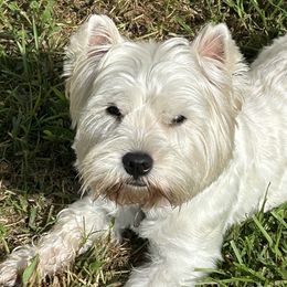 JOSIE - West Highland White Terrier