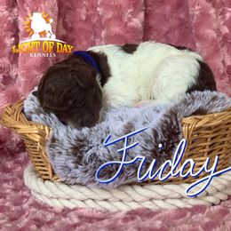 Poodle Puppies from Light of Day Kennels