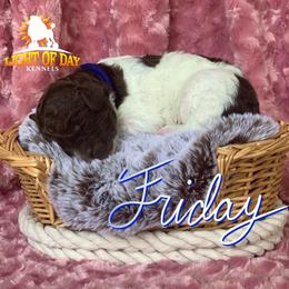 Poodle Puppies from Light of Day Kennels