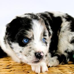 Wylie - Black & white male Australian Shepherd puppy in Plantersville, Texas from Jak Se Auss