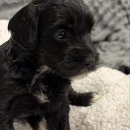 Flowers - Black female Goldendoodle puppy in Point, Texas from Tiny Paws Goldendoodles