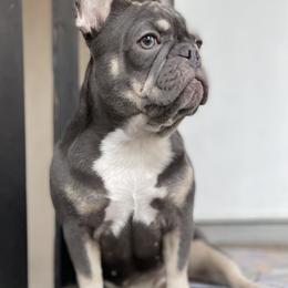 Nala - French Bulldog