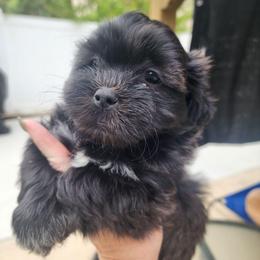 Cocoa - Brown male Shichon puppy in Imperial, Missouri from Shichon Teddybear  puppies of Miss