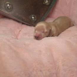 Puddin - Cream male Dachshund puppy in Bristol, Tennessee from It's Mini Wieners Baby