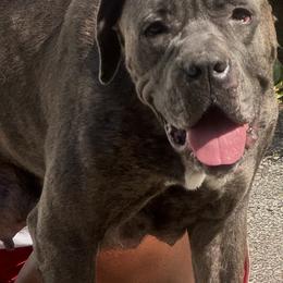 Lyzi - Cane Corso