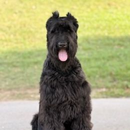 Joey - Giant Schnauzer