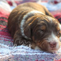 Mousse - Aussiedoodle puppy in Mountain Home, Arkansas from Amos and Oak Doodles