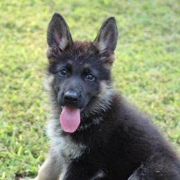 Hugo Boss (Stark) - Black and tan German Shepherd puppy in Mc Donough, Georgia from Barick German Shepherds