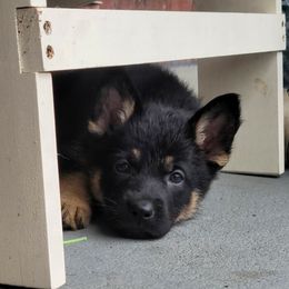 Marvel - German Shepherd puppy in Jacksonville, Florida from J & J Ranch