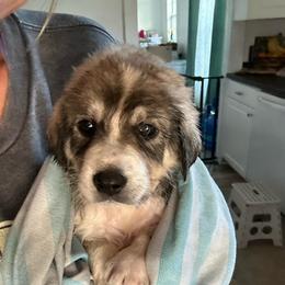 Thorin - Biscuit and white male Anatolian Shepherd Dog puppy in Fort Pierce, Florida from Quiet Waters