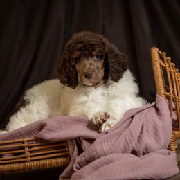 Poodle Puppies from Setting the Standard Poodles