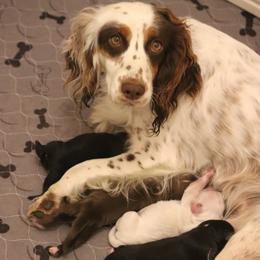 English Cocker Spaniel puppies from HighBrassGunDogs