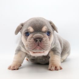 Biscuit - Tricolors male French Bulldog puppy in Star City, Arkansas from T4 Farms