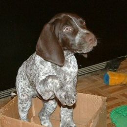German Shorthaired Pointers and Gordon Setters from Pointsetter Farm