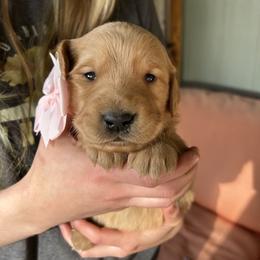 Pink Collar - Female 4 - Dark golden female Golden Retriever puppy in Bonanza, Oregon from Gold 'N Dust Ranch