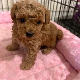 MP Toy - Red  female Poodle puppy in Benson, North Carolina from A Bundle of Love
