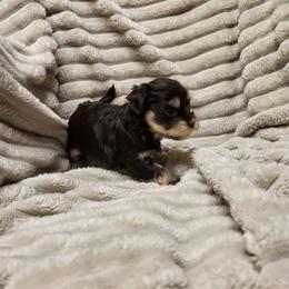 Betsy - Black female Havanese puppy in Salesville, Ohio from RiverLynn