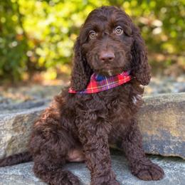 Chai - Liver and white male Springerdoodle puppy in Lisbon, Ohio from Willow Lane Doodles