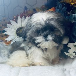 AKC Pooh - Tricolor male Shih Tzu puppy in Elgin, South Carolina from Silver Bells Paw Prints