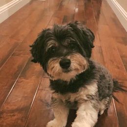Havanese All Grown Up from HavtaHavRhavanese