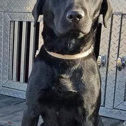 Labrador Retrievers from Indian Creek British Labs