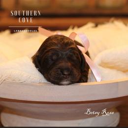 Betsy Ross - Chocolate female Australian Labradoodle puppy in Winter Haven, Florida from Southern Cove Labradoodles