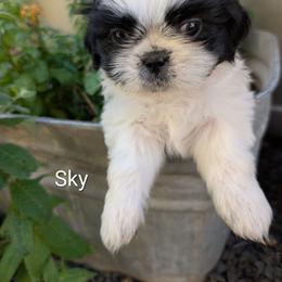 Sky - Black and white male Shih Tzu puppy in Ashwood, Oregon from Kelly Hendrix's Cavalier King Charles Spaniels & Toy Australian Shepherds