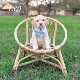 Leo - Cream male Goldendoodle puppy in Dallas County, Texas from Dream A Little Doodle