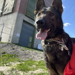 Xaria Von Tajgetosz - German Shepherd