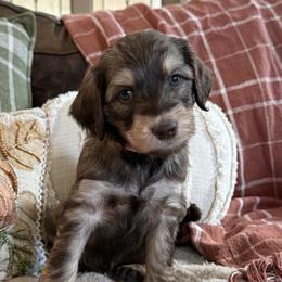 Wilson Family's Birdie - Sable female Goldendoodle puppy in Norman, Oklahoma from Wilson Family Companions