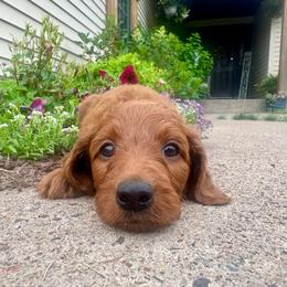 Penn - Red male Irish Doodle puppy in Hammond, Wisconsin from Queen of the Hill Puppies