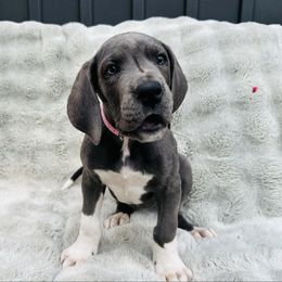 Dulce - Blue and white female Great Dane puppy in Liberty, New York from Catskills Greatest Danes