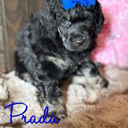 Prada - Phantom female Poodle puppy in Independence, Kansas from Malone Standard Poodles
