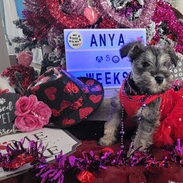 Miniature Schnauzer Puppies from T & A Cali Schnauzer